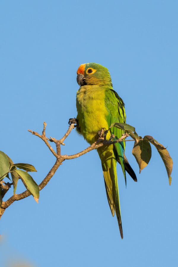 A wild Peach-fronted Conure perches in a tree