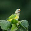 © Corey Raffel A wild Peach-fronted Conure perches in a tree