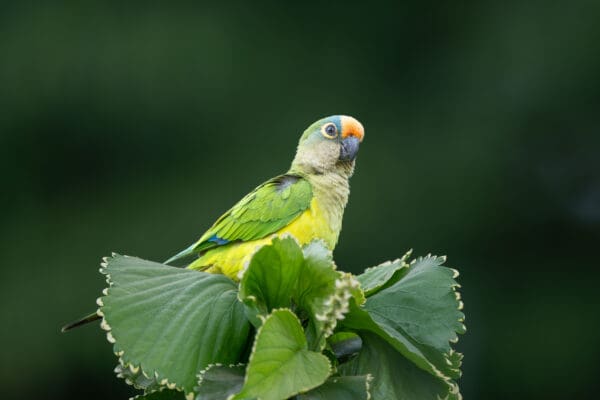 A wild Peach-fronted Conure perches in a tree