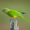 © Corey Raffel A wild Peach-fronted Conure perches atop a stump