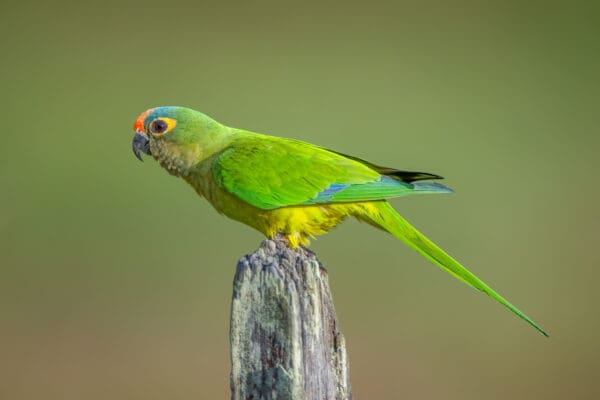 A wild Peach-fronted Conure perches atop a stump