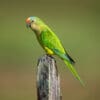 © Corey Raffel A wild Peach-fronted Conure perches atop a stump