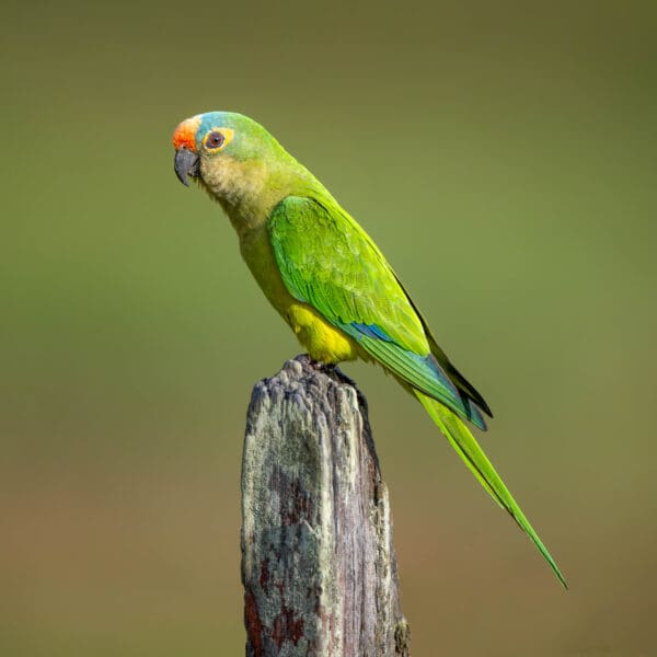 A wild Peach-fronted Conure perches atop a stump