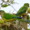 Wild Peach-fronted Conures perch in a tree