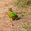 A wild Peach-fronted Conure forages on the ground