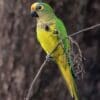 A wild Peach-fronted Conure feeds on berries