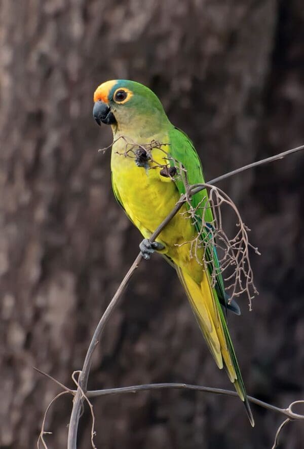 A wild Peach-fronted Conure feeds on berries