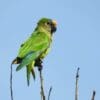 A wild Peach-fronted Conure perches atop a twig