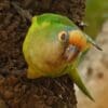 A wild Peach-fronted Conure clings to an arboreal termitarium