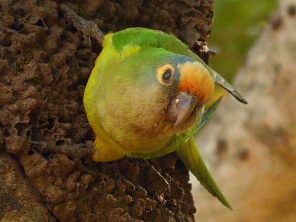A wild Peach-fronted Conure clings to an arboreal termitarium