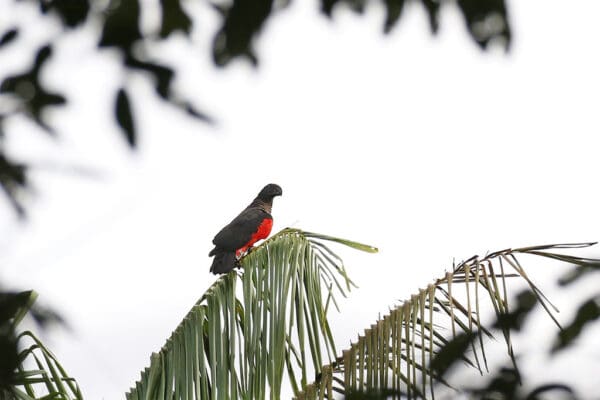 A wild Pesquet's Parrot perches atop a palm leaf
