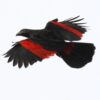 A wild Pesquet's Parrot in flight