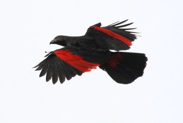 A wild Pesquet's Parrot in flight