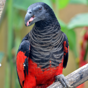 A Pesquet's Parrot perches on a branch