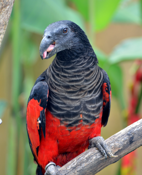 A Pesquet's Parrot perches on a branch