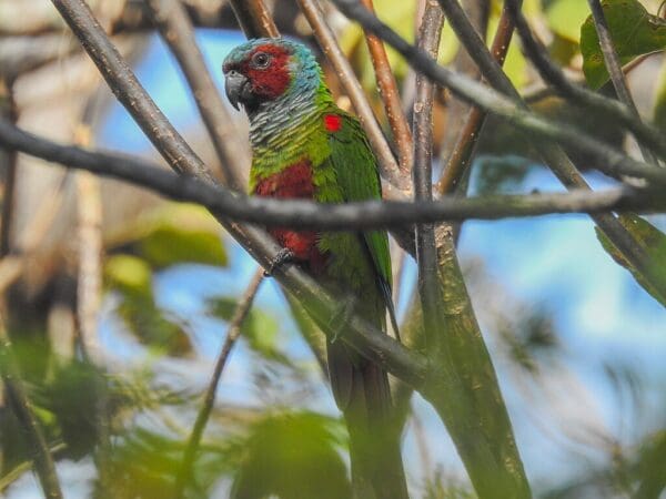 A wild Pfrimer's Conure perches on a branch