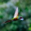 A wild Pfrimer's Conure in flight