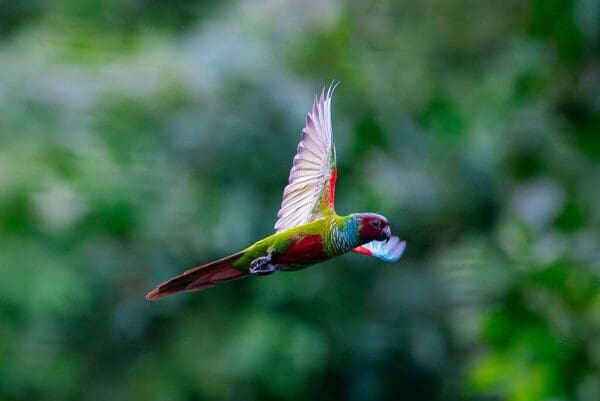 A wild Pfrimer's Conure in flight