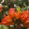 A wild female Philippine Hanging Parrot perches in blooms