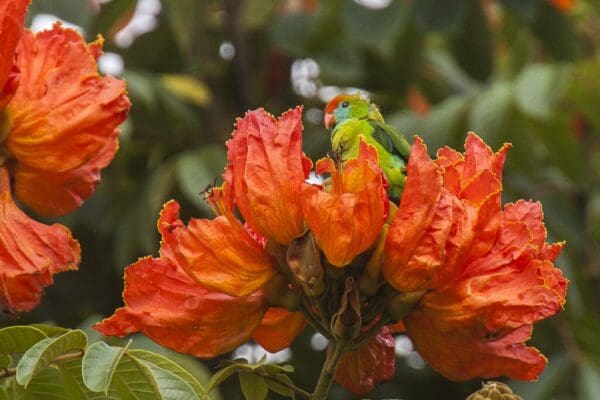 A wild female Philippine Hanging Parrot perches in blooms