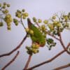 A wild male Philippine Hanging Parrot feeds in a tree