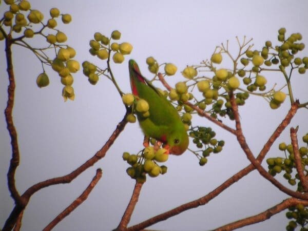 A wild male Philippine Hanging Parrot feeds in a tree