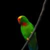 A Philippine Hanging Parrot clings to a branch