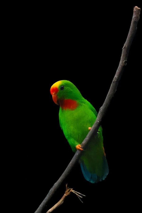 A Philippine Hanging Parrot clings to a branch