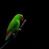 A Philippine Hanging Parrot perches on a branch