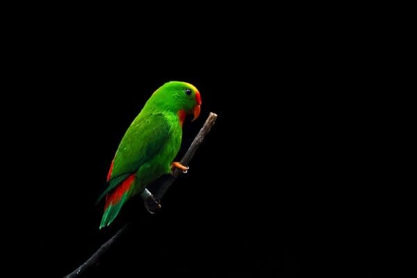 A Philippine Hanging Parrot perches on a branch
