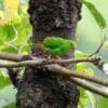 A wild Philippine Hanging Parrot perches on a branch