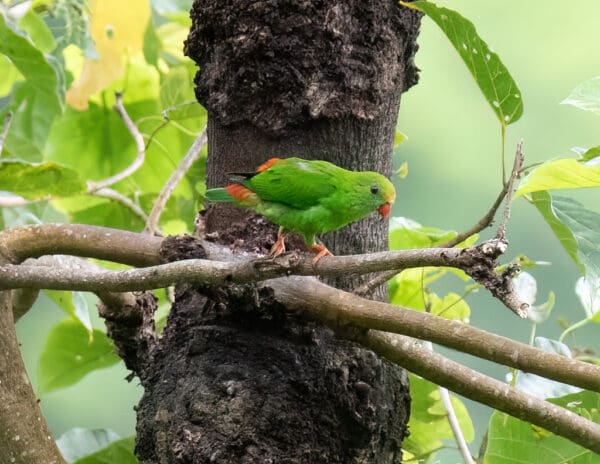 A wild Philippine Hanging Parrot perches on a branch