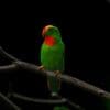 A Philippine Hanging Parrot perches on a branch