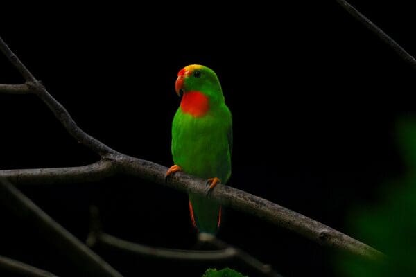 A Philippine Hanging Parrot perches on a branch