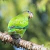 A wild Pileated Parrot perches on a branch