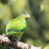 A wild female Pileated Parrot perches on a branch