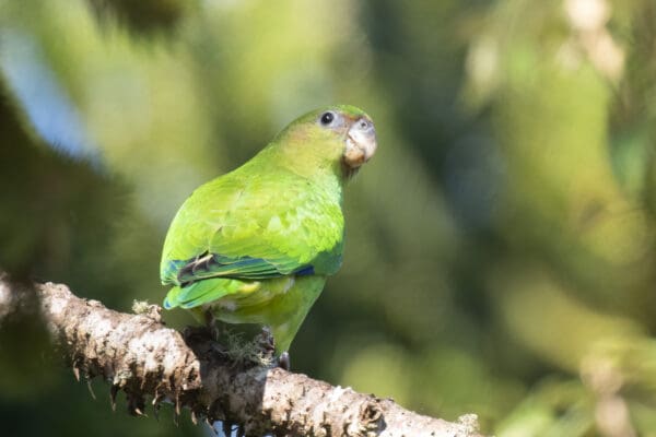 A wild female Pileated Parrot perches on a branch