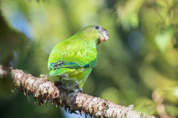 A wild Pileated Parrot perches on a branch