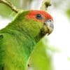 A closeup of a wild Pileated Parrot