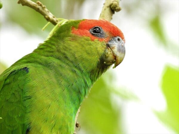 A closeup of a wild Pileated Parrot