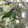 A wild Pileated Parrot perches in a tree