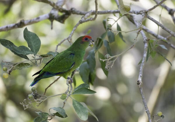 A wild Pileated Parrot perches in a tree