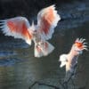 Wild Pink Cockatoos land at watering hole