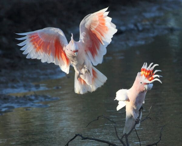 Wild Pink Cockatoos land at watering hole