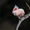 A wild Pink Cockatoo perches on a limb