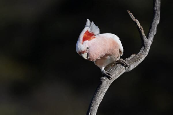 A wild Pink Cockatoo perches on a limb