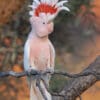 A wild Pink Cockatoo perches on a branch