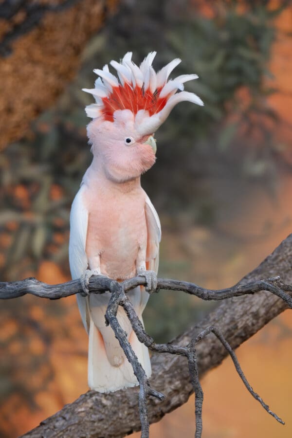 A wild Pink Cockatoo perches on a branch