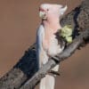 A wild Pink Cockatoo feeds