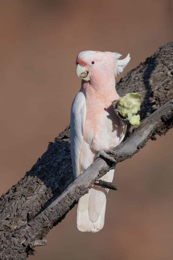 A wild Pink Cockatoo feeds